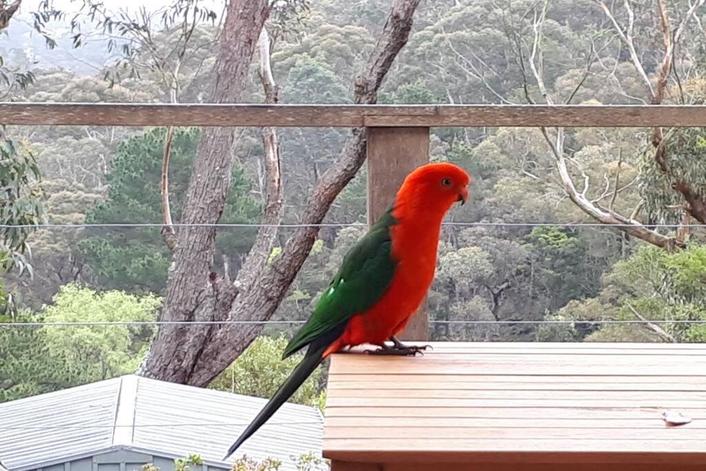 Katoomba Falls Cottage Kültér fotó