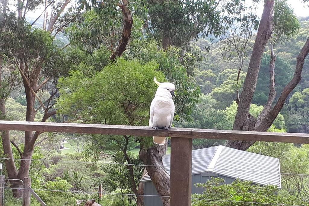 Katoomba Falls Cottage Kültér fotó